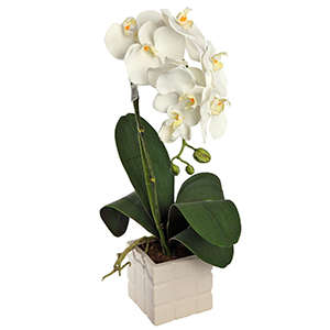 Pianta di orchidea bianca