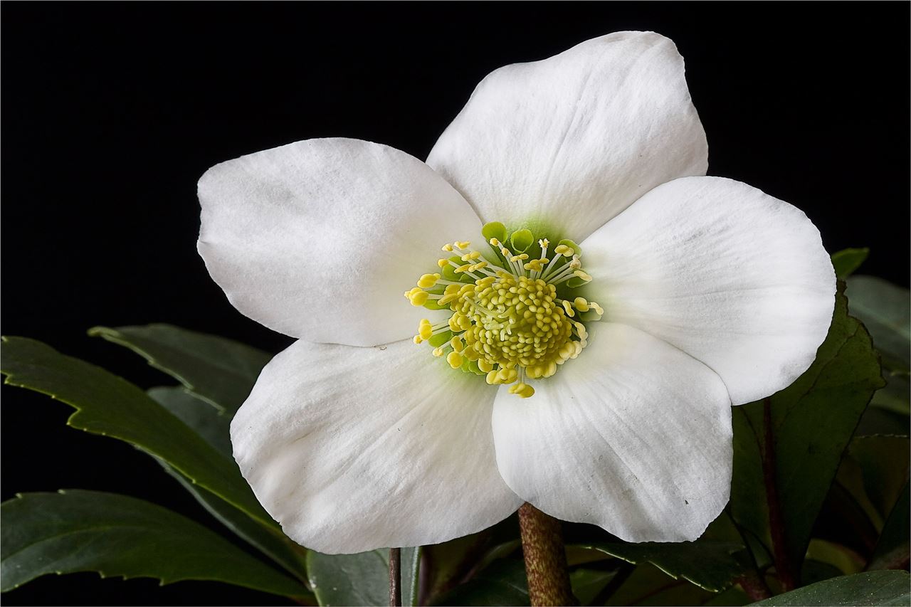 3 fiori per l'inverno: ciclamino-erica-helleboro