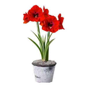 Red amaryllis in vase