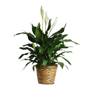 Plant of Peace Lily