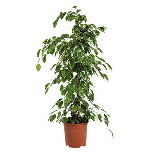 Plant of Ficus Benjamin