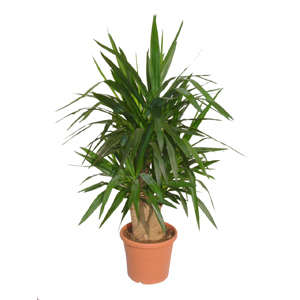 Plant of yucca