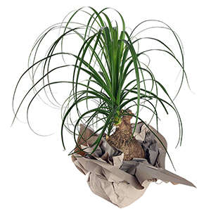 Plant of beucarnea