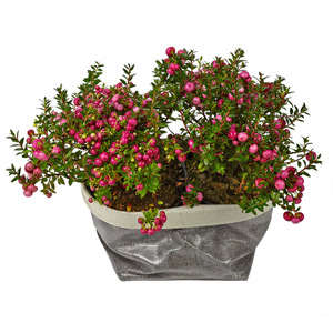 Plant of gaultheria